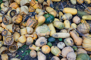 
Pumpkins for livestock feed