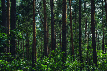 Berlin forests