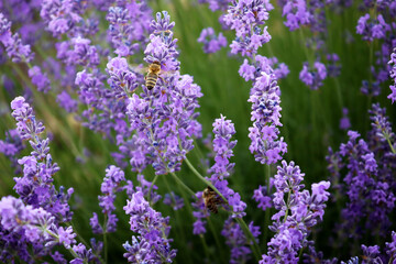 Obraz premium Bee on the lavender flower. Beautiful lavender field, Moldova