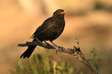 aves de la sierra abulense