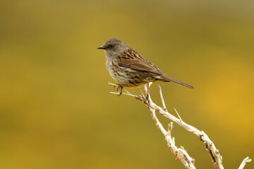 Fototapeta premium aves de la sierra abulense
