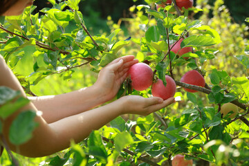 woman picking apples in the garden. Fresh red apples on a tree.