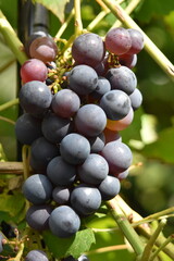 bunch of grapes in the garden
