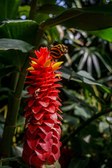 Colorful butterfly on a leaf in the tropical forest