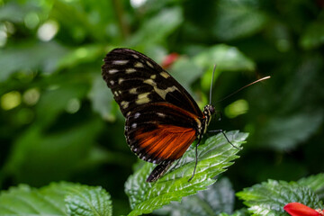 Colorful butterfly on a leaf in the tropical forest