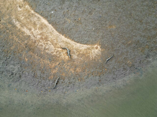 Top down aerial shot of 3 saltwater crocodiles sunbathing on mud flaps