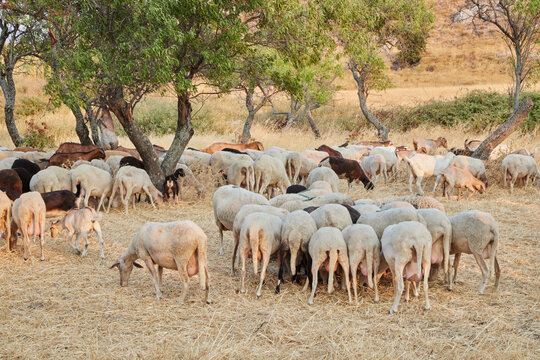 Sheep and goats in a herd on a dry meadow. Limnos. Greece, Europe 