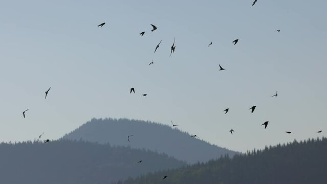 Lots of birds fly against backdrop of the mountains. Flocks of swallows at dawn. Birds migrate to warm countries in autumn, migratory birds