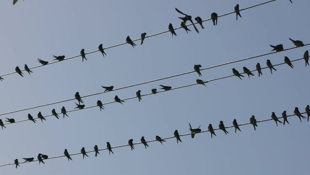Swallows sit on wires. Lots of migratory birds rest before flight. Blue sky background