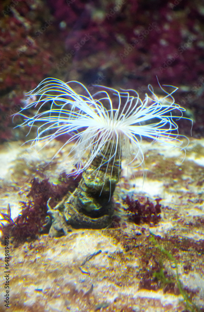 Wall mural tubular anemone or cerianthus with white tentacles on the background of corals and algae of the seab