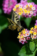 Old World Swallowtail (Papilio machaon) feeding from Lantana