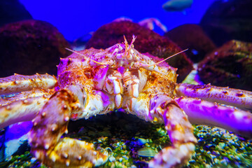 Close-up of a crab's face underwater in a aquarium.