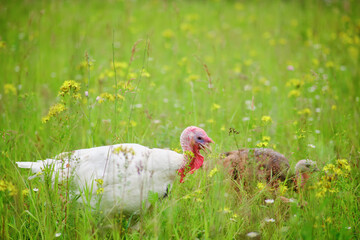 The white feathered turkeys are enjoying their outdoor walk in nature.