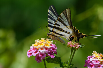 Iberian Scarce Swallowtail (Iphiclides feisthamelii) feeding from Lantana
