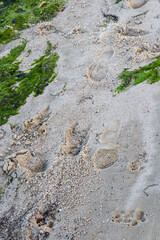 footprints and paw prints in the sand