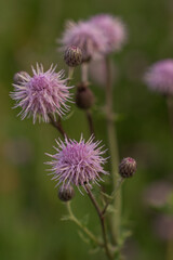 pink californian thistle blossoms in a rural meadow