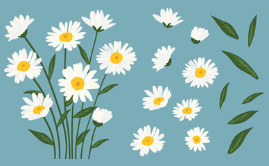 Daisy flower background.Eps 10 vector