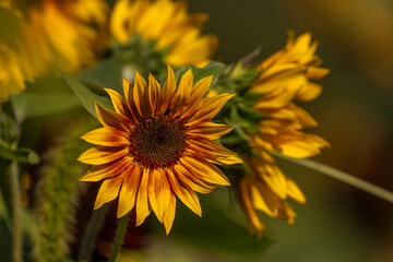 Beautiful sunflowers on a late summer afternoon