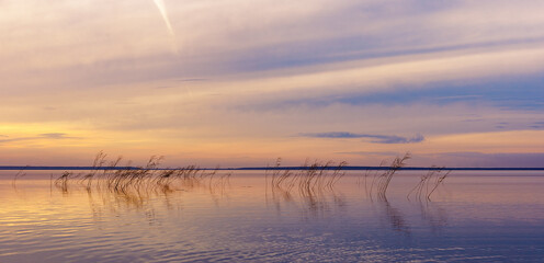 Colorful sky and water surface on lake at sunset, blue yellow pastel color clouds. Nature abstract banner with wild reeds and clouds reflections on water, beauty in nature, summer scenery