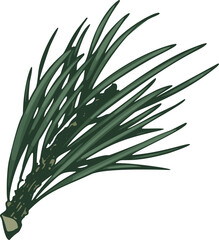 Hand Drawn Coniferous Branch Illustration
