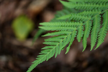 Close up of green farn plant growing in the forest