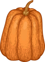 Hand Drawn Pumpkin Illustration - 643012019