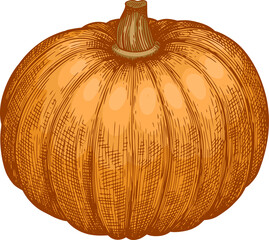 Hand Drawn Pumpkin Illustration - 643012024