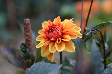 Fleur de dahlia orangée