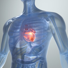 Human Heart, medical concept