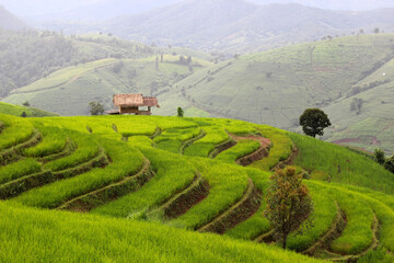 Small Hut in natural green of rice terrace
