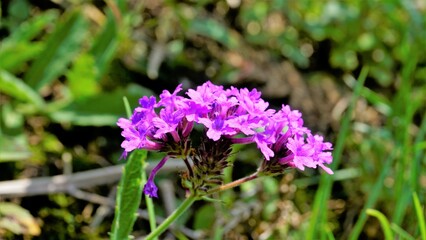Flowers of Verbena rigida also known as Veined, Wild, Stiff, Stiff, Coarse, Sandpaper verbena, Slender, Tuberous, Tuber vervain, rigida Spreng etc