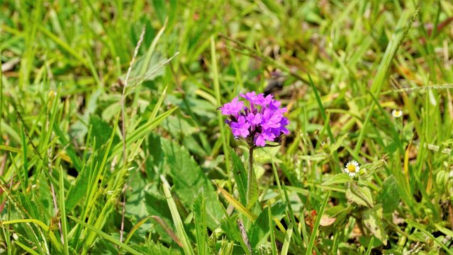 Flowers of Verbena rigida also known as Veined, Wild, Stiff, Stiff, Coarse, Sandpaper verbena, Slender, Tuberous, Tuber vervain, rigida Spreng etc