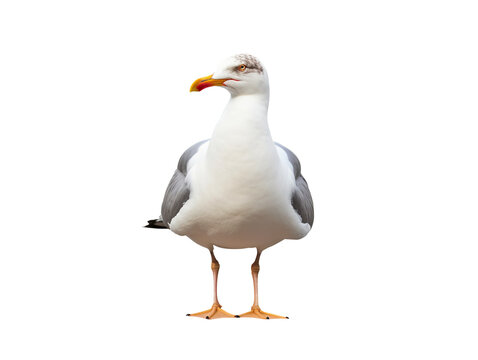 Seagull isolated on transparent or white background, png