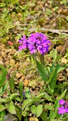 Fototapeta premium Flowers of Verbena rigida also known as Veined, Wild, Stiff, Stiff, Coarse, Sandpaper verbena, Slender, Tuberous, Tuber vervain, rigida Spreng etc