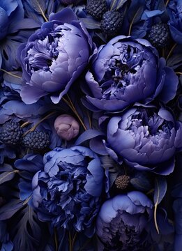 blue peoni flowers with green leaves and berries in the middle, on a dark background stock photo for your design