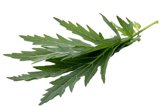Artemisia vulgaris leaves isolated on transparent background - herbal medicine and natural remedy concept