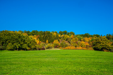 Germany, Autumn colorful trees at the edge of the forest blue sky beautiful atmosphere in nature...