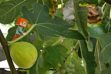 Obraz premium LEGO Minecraft figure of Alex climbing on green leaf of Fig Wine tree, latin name Ficus Carica, mature fig fruit growing on a branch under her.