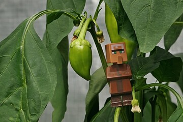 Obraz premium LEGO Minecraft figure of villager mob standing on Pepper plant, latin name Capsicum Annuum, in small greenhouse, with immature green pepper next to his head. 