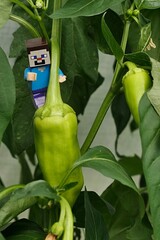 Obraz premium LEGO Minecraft figure of main character Steve standing on immature green pepper vegetable, latin name Capsicum Annuum, growing in greenhouse during summer season. 