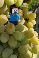 Obraz premium LEGO Minecraft figure of main hero Steve standing on mature vine grapes, summer daylight sunshine. 