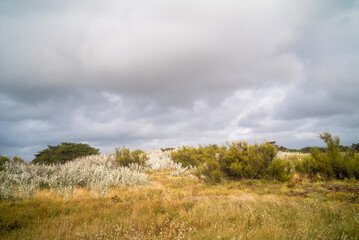 paysage avec des dunes sur la c&ocirc;te atlantique de l'&icirc;le d'Ol&eacute;ron en France