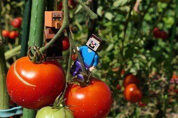 Obraz premium LEGO Minecraft figures of Steve and villager mob climbing on large mature tomatoes growing in garden. 