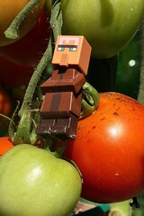 Obraz premium LEGO Minecraft figure of villager mob leaning on giant (at least for him) mature tomato growing in garden, august daylight sunshine. Immature green tomato visible under his feet