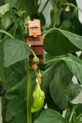 Obraz premium LEGO Minecraft figure of villager mob standing on Pepper plant, latin name Capsicum Annuum, in small greenhouse, with immature green pepper under him.