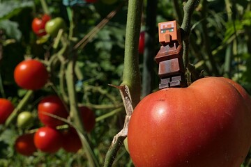 Obraz premium LEGO Minecraft figure of villager sunbathing on giant (at least for him) mature tomato growing in garden, august daylight sunshine. Other tomatoes visible in background. 