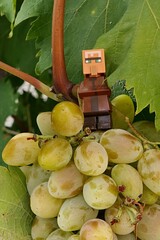 Fototapeta premium LEGO Minecraft villager standing on branch with bunch of grapes, sunlit by late august afternoon sunshine. 