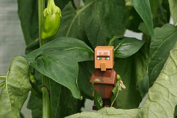 Obraz premium LEGO Minecraft figure of villager mob standing on Pepper plant, latin name Capsicum Annuum, in small greenhouse, with immature green pepper above him.