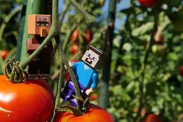 Fototapeta premium LEGO Minecraft figures of Steve and villager mob checking large mature tomatoes growing in garden. 