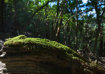 樹木に生えた苔に日が当るとき